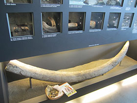La zanna d'elefante da cui parte la storia del Museo