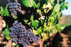 Uva Cabernet nella Napa Valley (© Brent Miller, WineCountry.com)