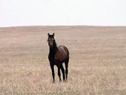 Uno dei cavalli selvatici della Cheyenne River Sioux Reservation