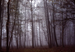 Nebbia al tramonto nel Parco La Mandria