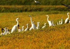 Birdwatching e fotografia naturalistica