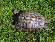 Festa tripla nelle Oasi WWF