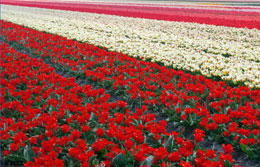 Nastri di tulipani in fiore nella provincia del Zuid Holland