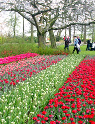 L'oasi fiorita di Keukenhof