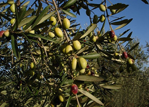 Puglia famosa nel mondo