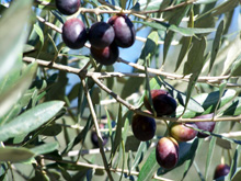 Con mamma e papà a raccogliere le olive