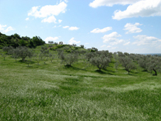 Ulivi da adottare 4 Ulivi da adottare