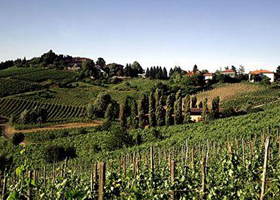 Vigneti dell'Oltrepò pavese