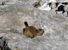 Una marmotta al sole