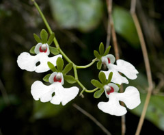 Orchidea del Madagascar