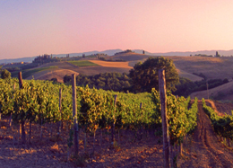 Filari in Val d'Orcia