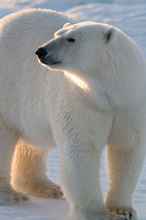 Gli orsi polari potrebbero scomparire entro la fine di questo secolo