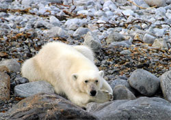 Isole Svalbard: il regno dell'orso polare
