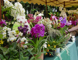 Verde Metropolitano 2 Fiori e piante a Orticola