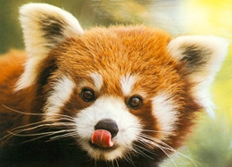 Un tenerissimo esemplare di panda rosso
