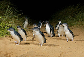 La parata dei pinguini
