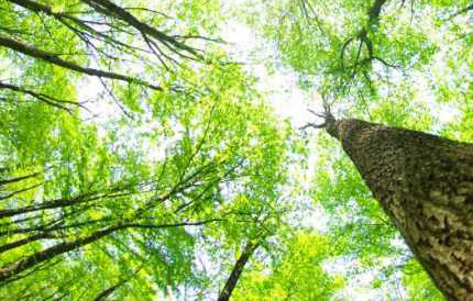 Il "funerale" dei parchi