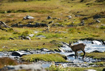 A Piedi Tra le Nuvole nel Parco Nazionale del Gran Paradiso