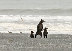 Orsi su una spiaggia dell'Alaska