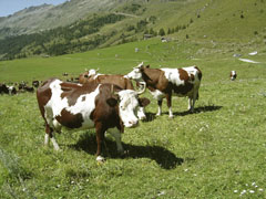 Desarpa. Festa dell'autunno