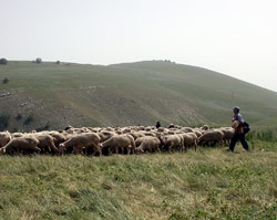 Venti consigli salva-ambiente 2 Pastore abruzzese