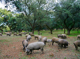 Maiali Pata Negra