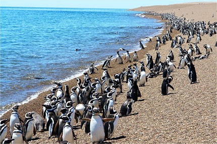 Penisola di Valdés