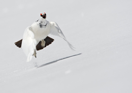 La pernice bianca fotografata da 
Francesco Renzi, primo premio 2011 nella classifica assoluta. Copyright 2010 Parco Nazionale dello Stelvio 