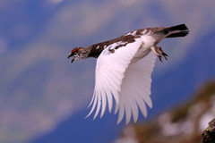 Pernice bianca in volo. Foto di Renato Grassi, primo premio nel 2009 (Copyright Consorzio del Parco Nazionale dello Stelvio)