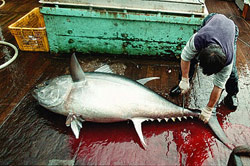 Venti consigli salva-ambiente 1 Pesca pirata (Foto: © Greenpeace)