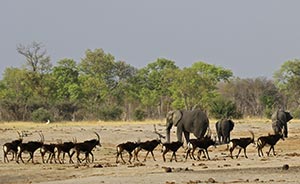 Piana di Ngamo, fauna nella stagione secca