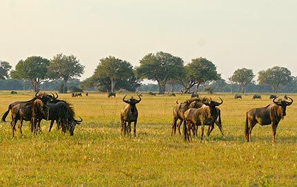 Piana di Ngamo, parco Hwange