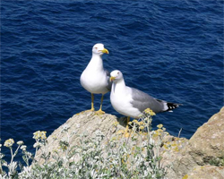 Il giorno dei Parchi 4 Gabbiani nel Parco Nazionale Arcipelago Toscano