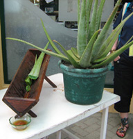Una pianta di Aloe