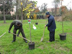 La prima piantumazione