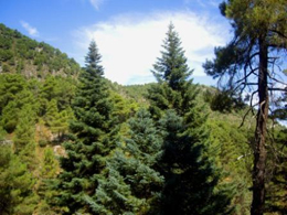 Pinsapos, le conifere autoctone