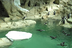 Genova, largo ai pinguini