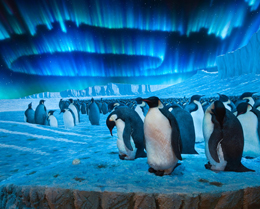 Pinguini polari ©American Museum of Natural History