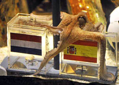 Il polpo Paul impegnato a dare il suo pronostico