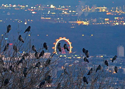 Le luci della Riesenrad, la grande ruota panoramica nel parco del Prater. Photo: Wiener Wildnis, vienna.info