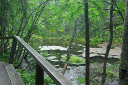 Il Parco Nazionale di Pyhä-Luosto