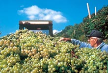 Nel Trevigiano, le mostre del vino