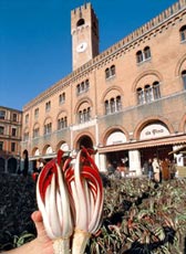 Radicchio in piazza a Treviso