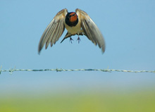 Una rondine fotografata da Jcoelho Flicker