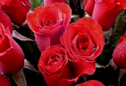 Le rose giuste per San Valentino