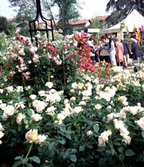 Le giornate delle rose a Casalzuigno 4 Le giornate delle rose a Casalzuigno