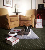 In albergo con l'amico a quattro zampe