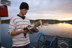 A pesca di astici (Foto: Frank Heuer)