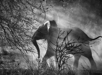 Genesi Kafue National Park, Zambia, 2010 - © Sebastião Salgado/Amazonas Images