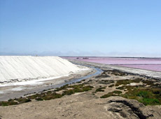 Saline della Camargue